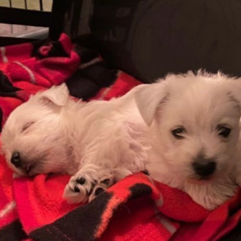 Meravigliosi cuccioli di west highland terrier