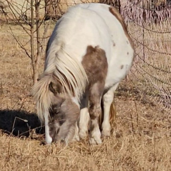 Pony femmina gravida