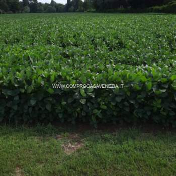 Terreno in vendita a Roncade (Treviso)