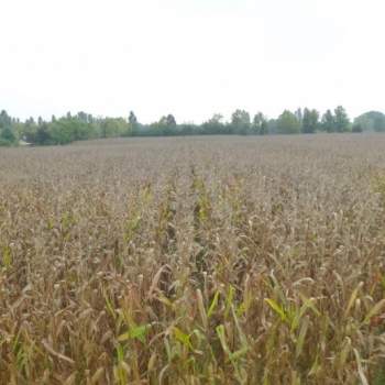 Terreno in vendita a Mogliano Veneto (Treviso)