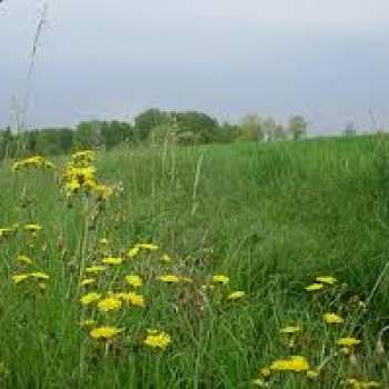 Terreno in vendita a Mogliano Veneto (Treviso)