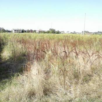 Terreno in vendita a Zenson di Piave (Treviso)