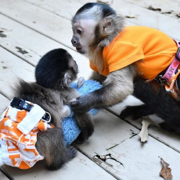 Scimmie cappuccine e marmoset disponibili per la vendita