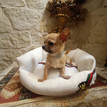 Chihuahua bellissimo cucciolo maschio in vendita 