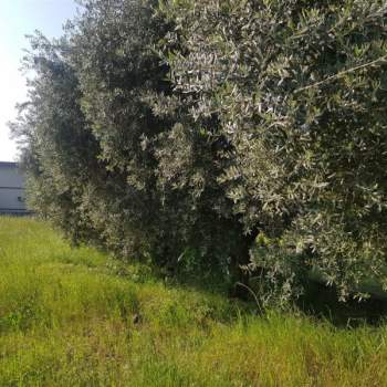 Terreno in vendita a Thiene (Vicenza)