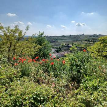 Terreno in vendita a Colognola ai Colli (Verona)