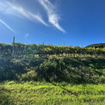 Terreno in vendita a Soave (Verona)