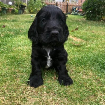 stupendi cuccioli cocker spaniel