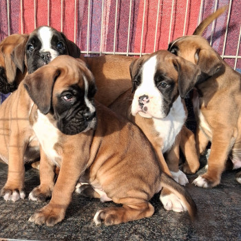 boxer cuccioli